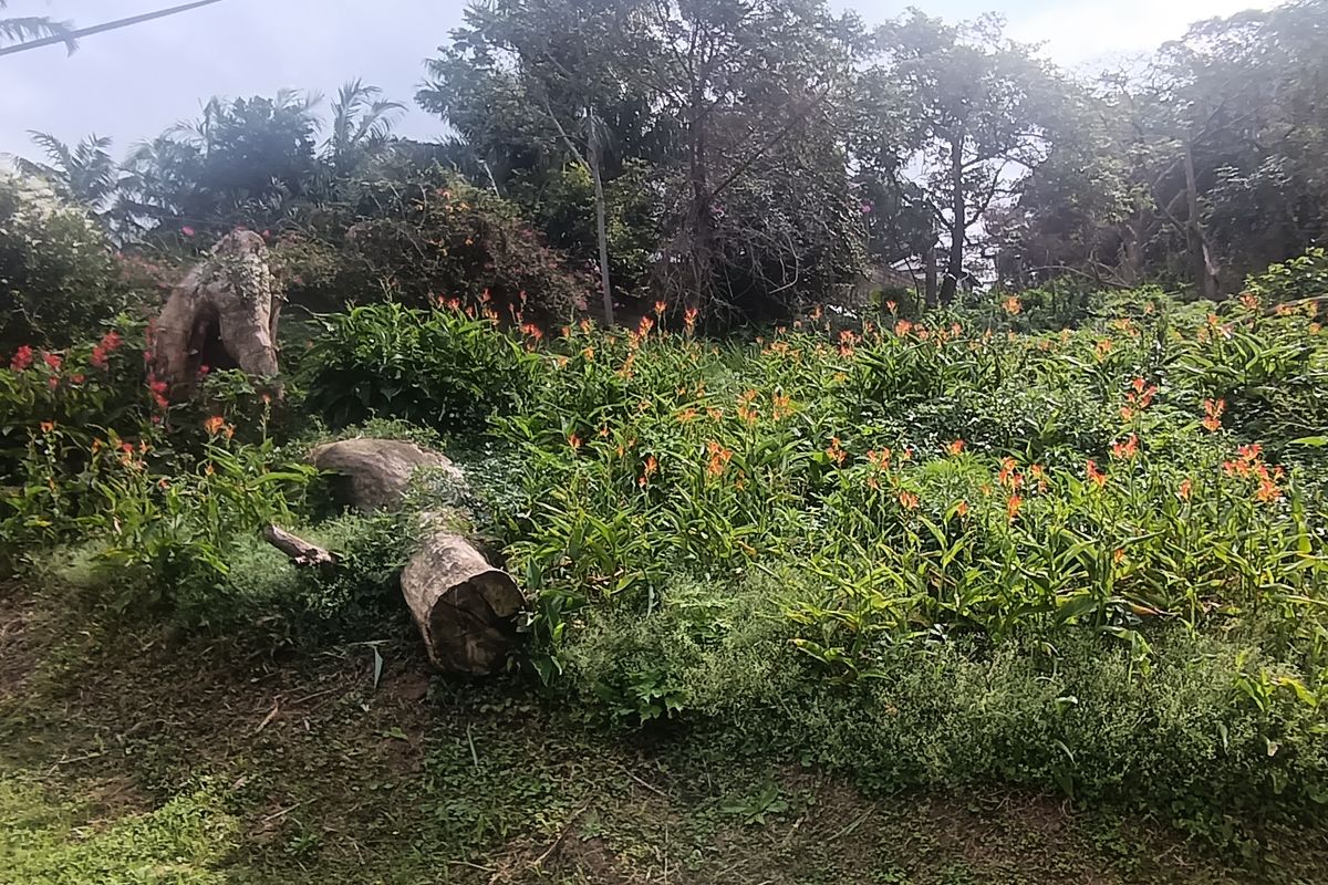 Vacant land for sale - Photo 2