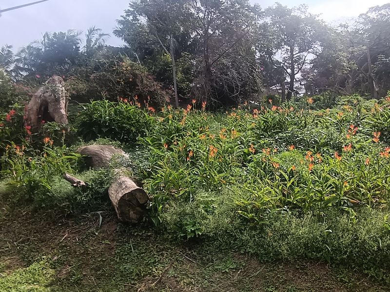 Vacant land for sale - Photo 2