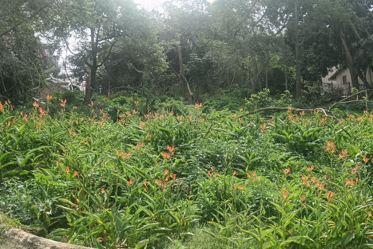 Vacant land for sale - Photo 3