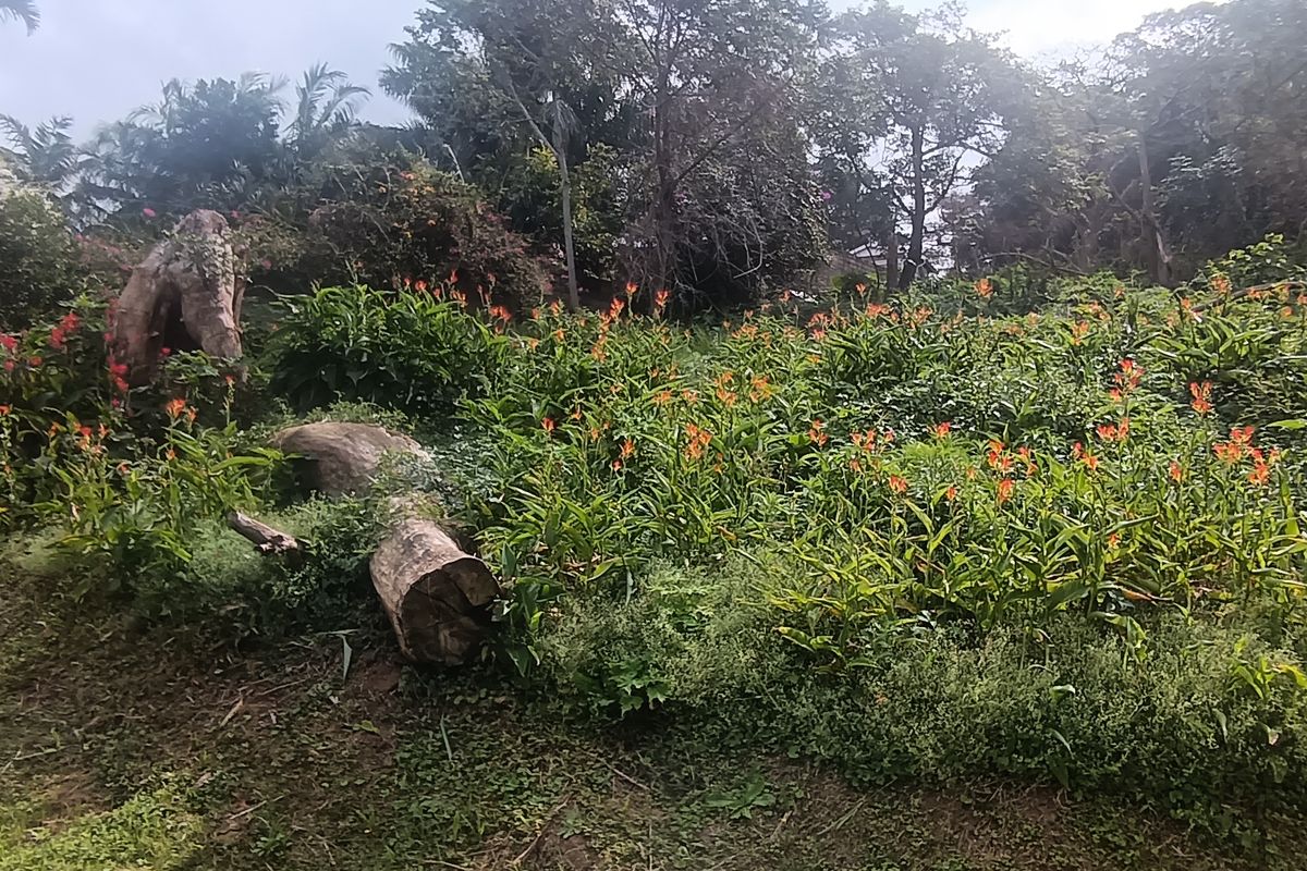 Vacant land for sale - Photo 4