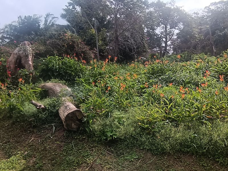 Vacant land for sale - Photo 4