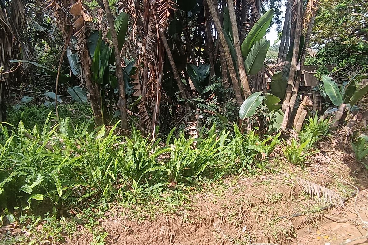 Bargain Vacant land in Leisure Bay awaits you.!!!!!!!!! - Photo 5