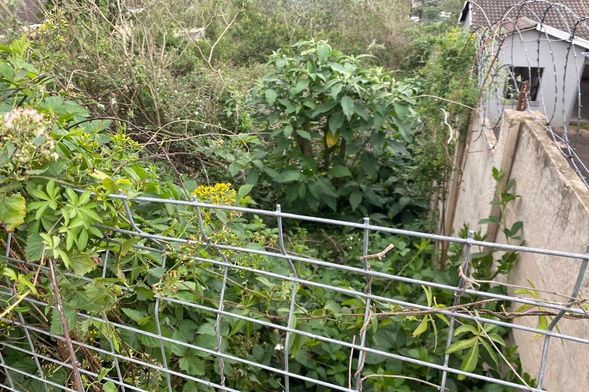 A view of a heavily overgrown residential plot featuring a precast concrete boundary wall topped with razor wire and wire mesh fencing.