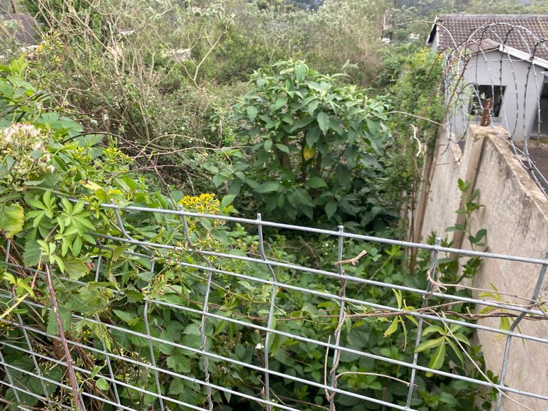 A view of a heavily overgrown residential plot featuring a precast concrete boundary wall topped with razor wire and wire mesh fencing.