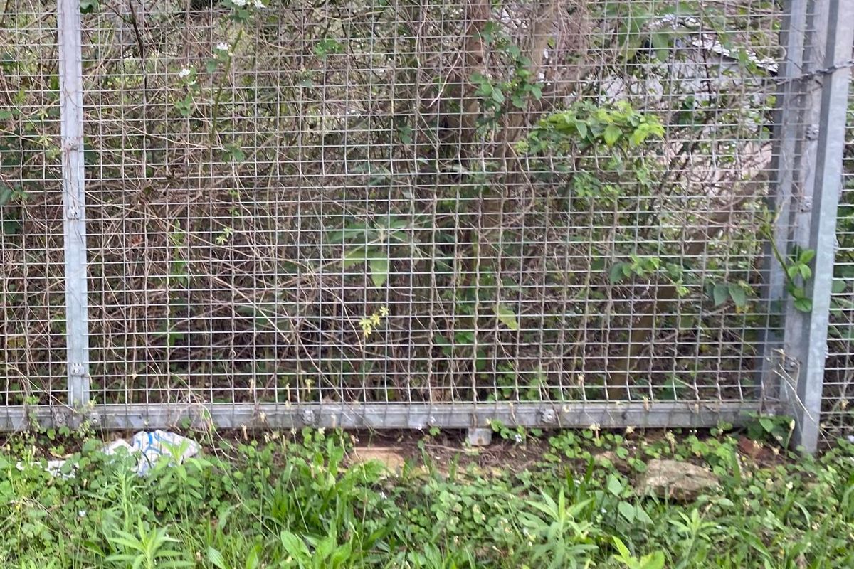 A view of a wire mesh boundary fence partially obscured by overgrown vegetation and weeds on the residential property.