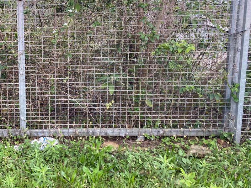 A view of a wire mesh boundary fence partially obscured by overgrown vegetation and weeds on the residential property.