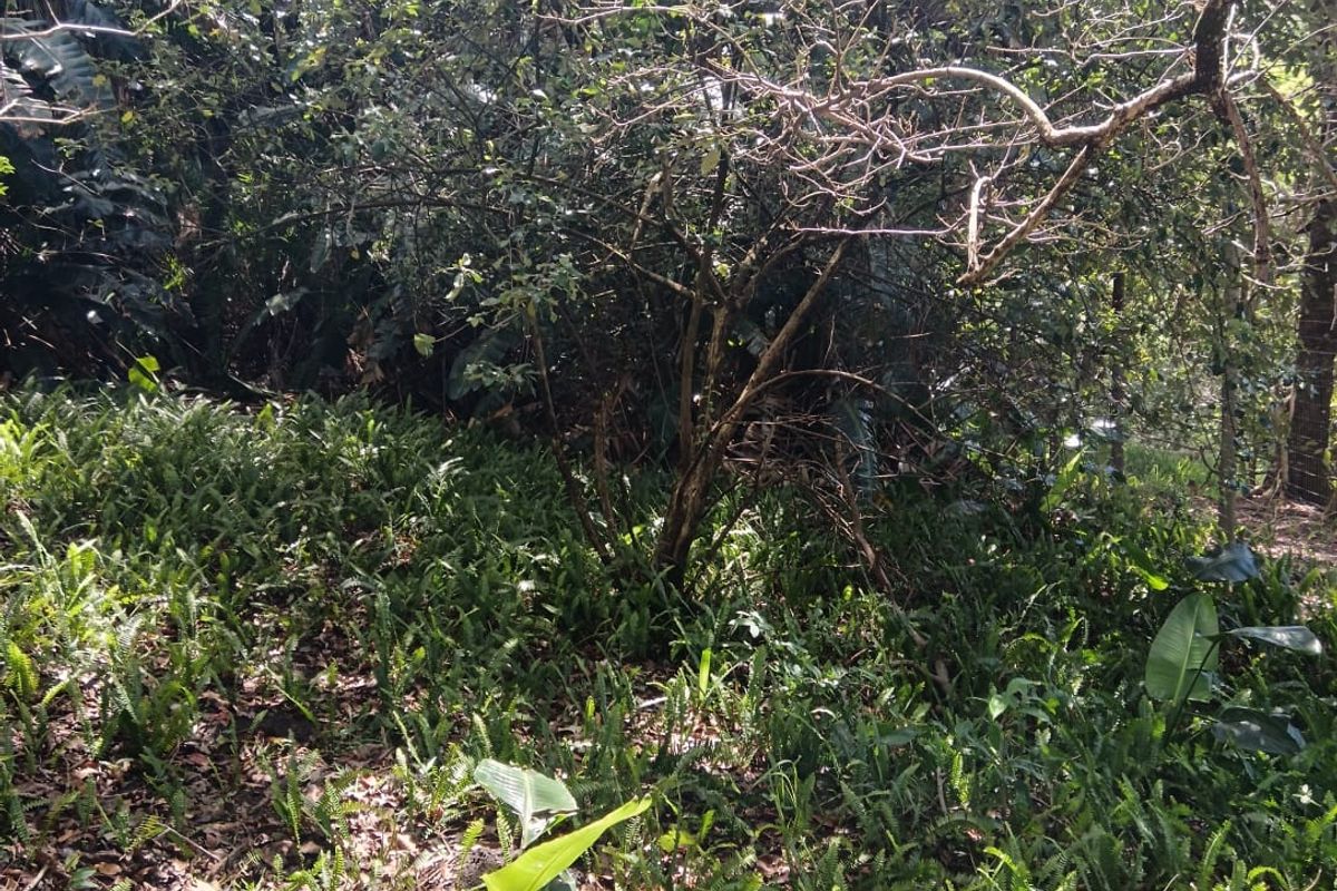 A Developer’s Dream  5430sqm of Prime Southbroom Land - Photo 5