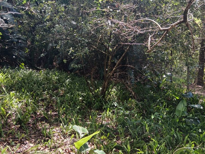 A Developer’s Dream  5430sqm of Prime Southbroom Land - Photo 5