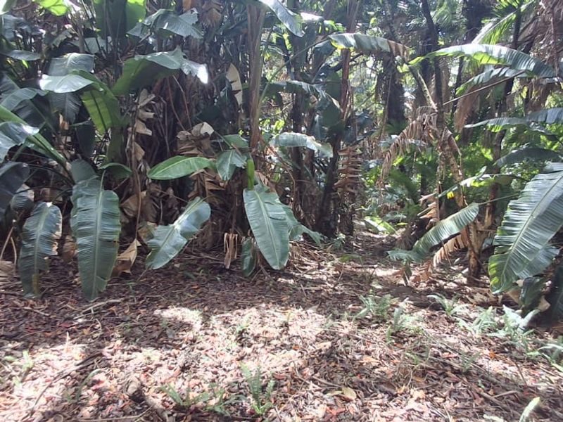 A Developer’s Dream  5430sqm of Prime Southbroom Land - Photo 9