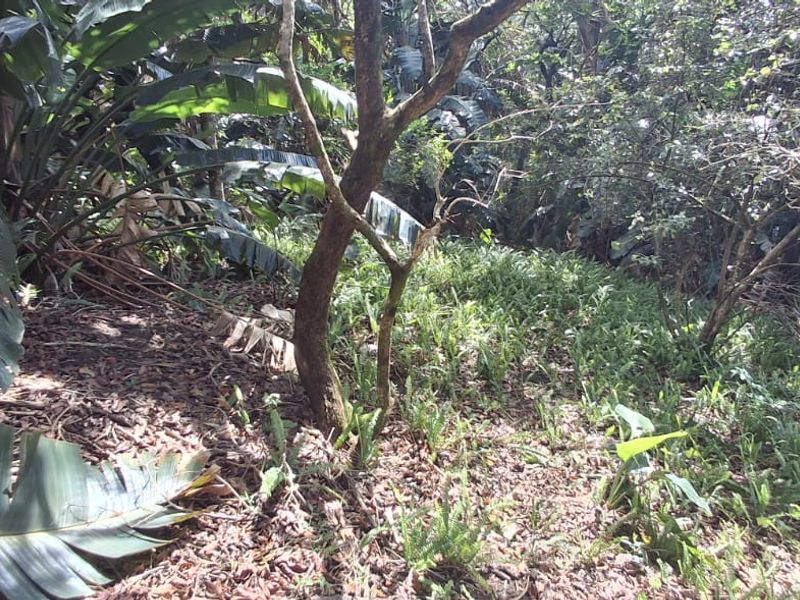 A Developer’s Dream  5430sqm of Prime Southbroom Land - Photo 8