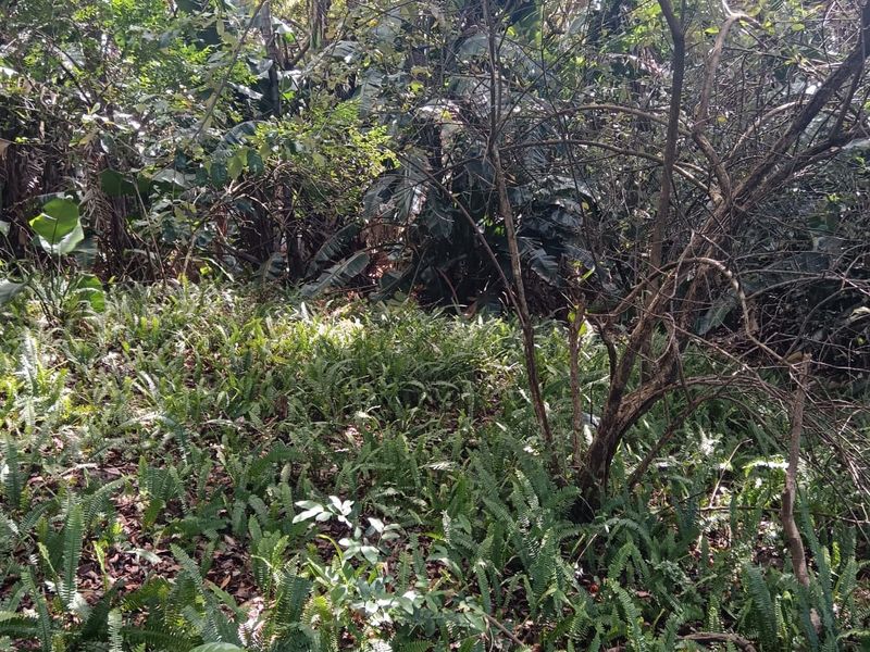 A Developer’s Dream  5430sqm of Prime Southbroom Land - Photo 6