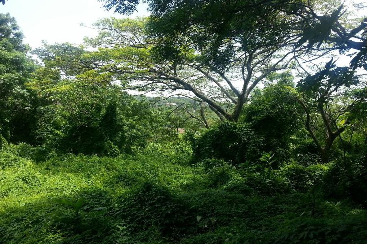 VACANT LAND FOR SALE - Photo 4