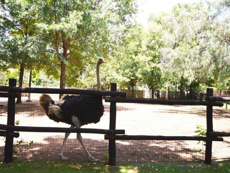 A spacious outdoor garden area featuring mature trees and secure timber post and rail fencing with wire mesh.