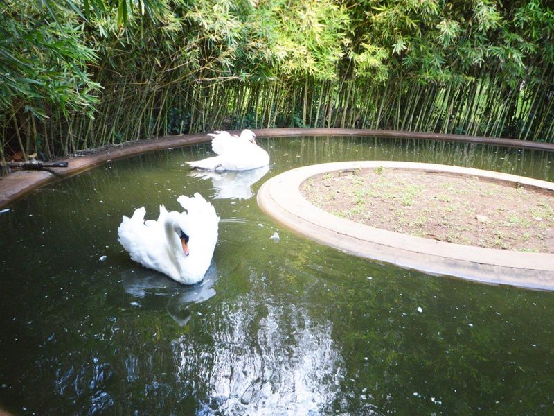 A circular garden pond feature surrounded by dense bamboo landscaping.