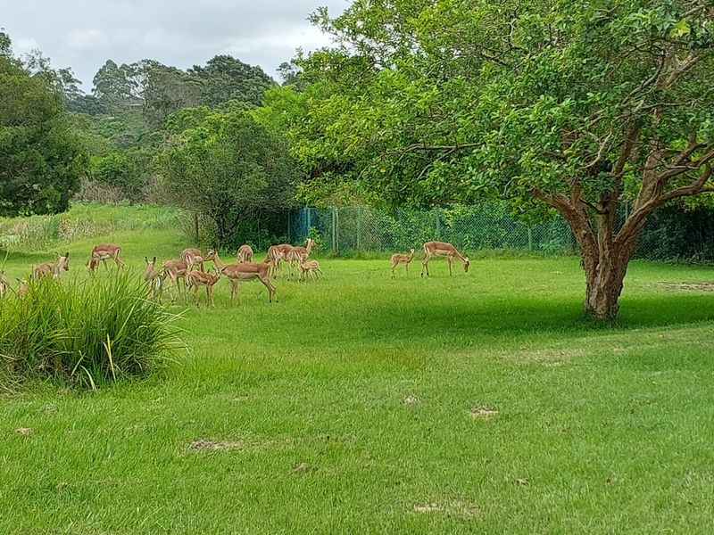 Vacant Land Residential For Sale In East London - Photo 3