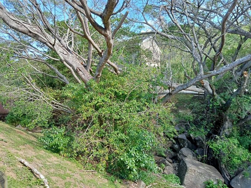 A view of the rear exterior area featuring mature trees, rocky terrain, and natural landscaping surrounding the property.