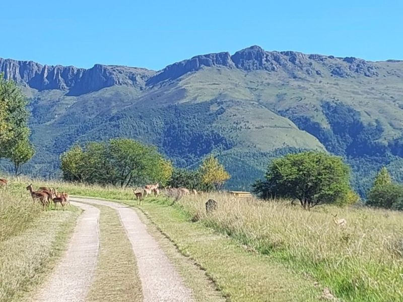 A scenic view of a gravel track leading through open grassland towards a prominent mountain range.