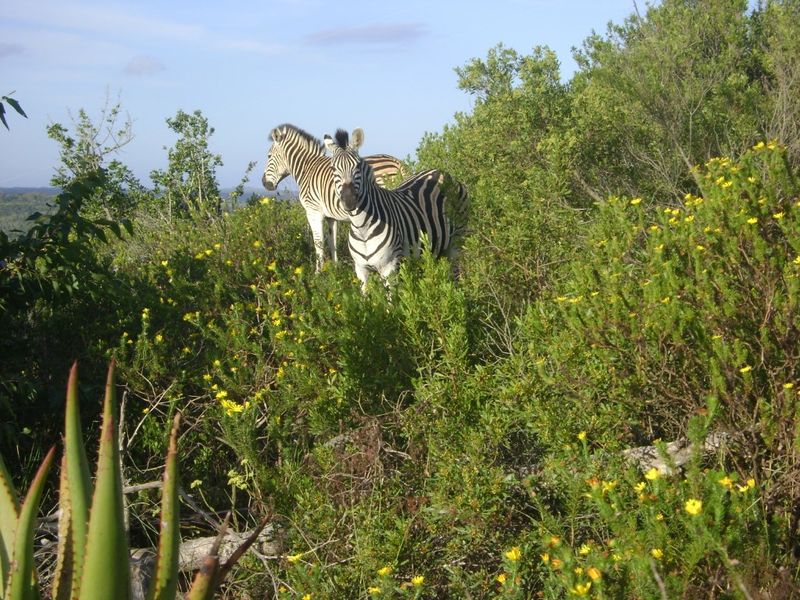 Fully Operational Game Farm on the Coast - Photo 6