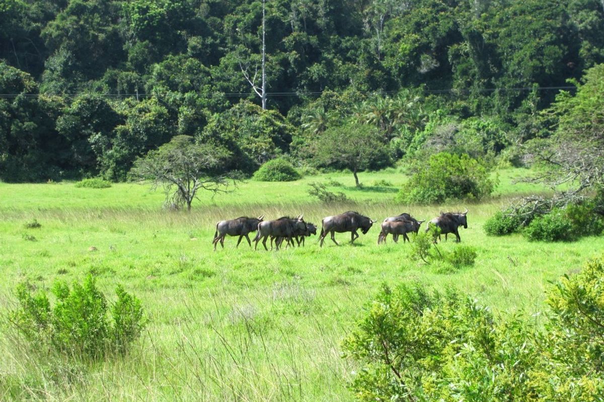Fully Operational Game Farm on the Coast - Photo 5