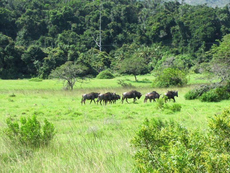 Fully Operational Game Farm on the Coast - Photo 5