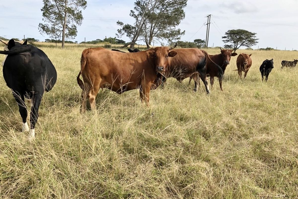 Small Holding With Lots of Potential Near to Bathurst - Photo 5