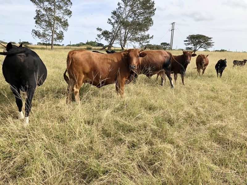 Small Holding With Lots of Potential Near to Bathurst - Photo 5