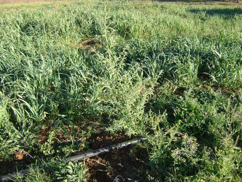 Well Developed Farm Awaiting New Owners - Photo 4