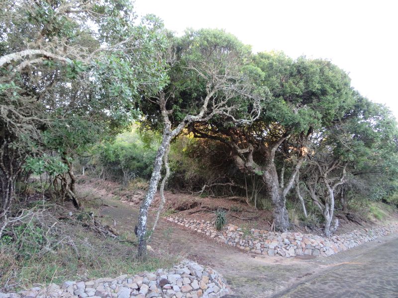 Beautiful Plot Close to the Beach in Port  Alfred. - Photo 10