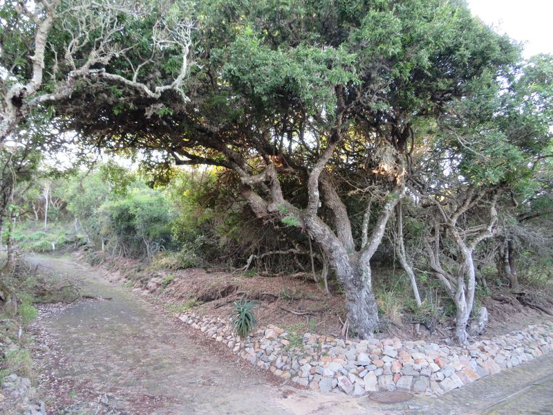 Beautiful Plot Close to the Beach in Port  Alfred. - Photo 8