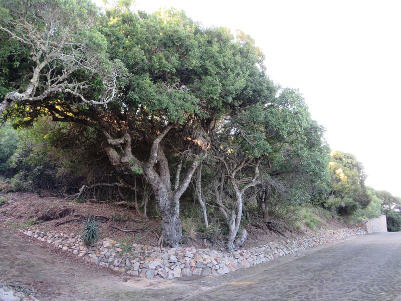 Beautiful Plot Close to the Beach in Port  Alfred. - Photo 6