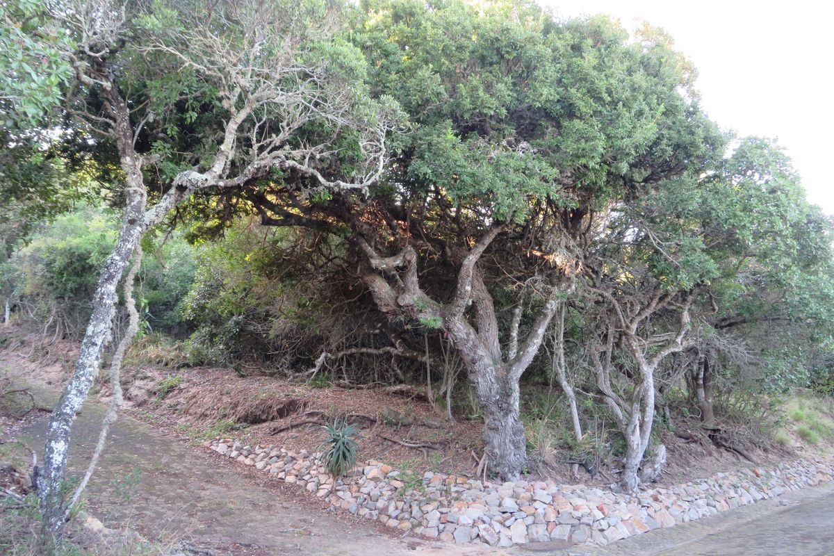 Beautiful Plot Close to the Beach in Port  Alfred. - Photo 5