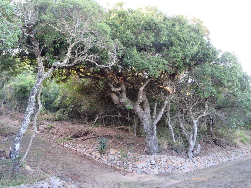 Beautiful Plot Close to the Beach in Port  Alfred. - Photo 5