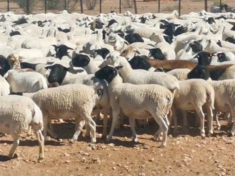 Farm For Sale In Karasburg - Photo 7