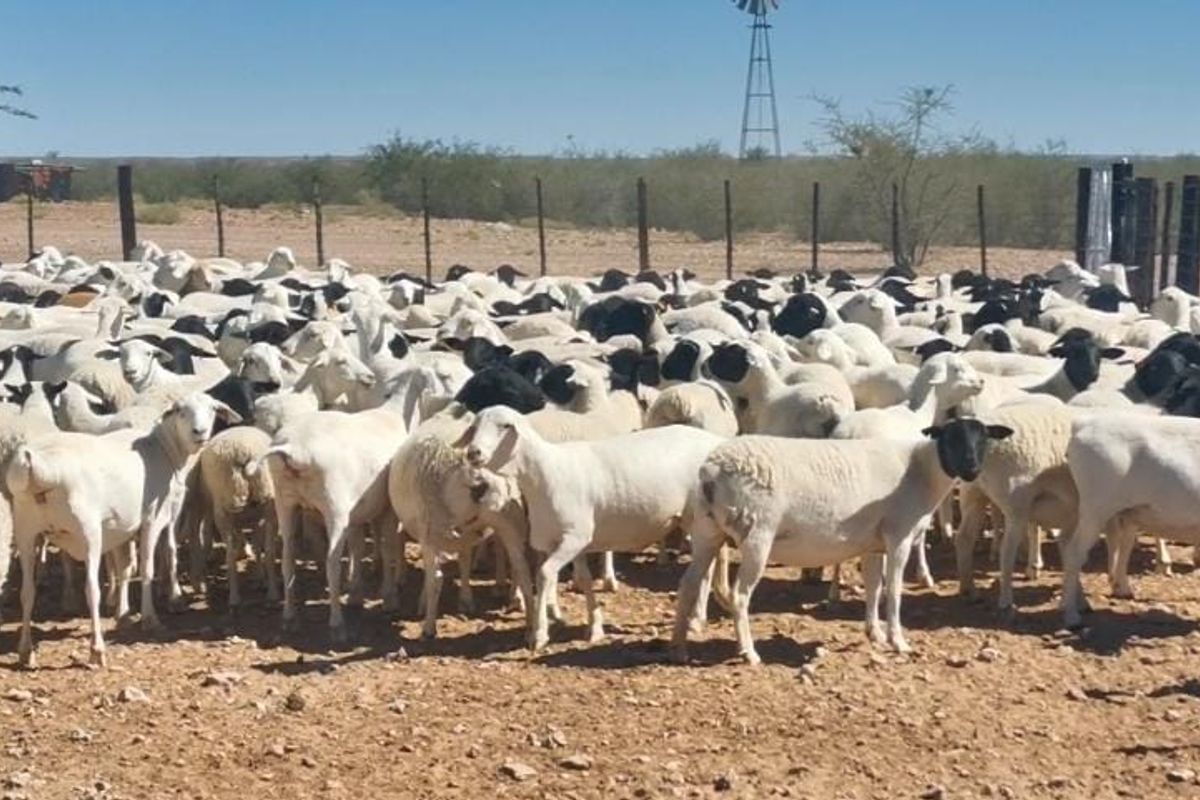 Farm For Sale In Karasburg - Photo 4