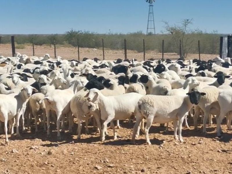 Farm For Sale In Karasburg - Photo 4