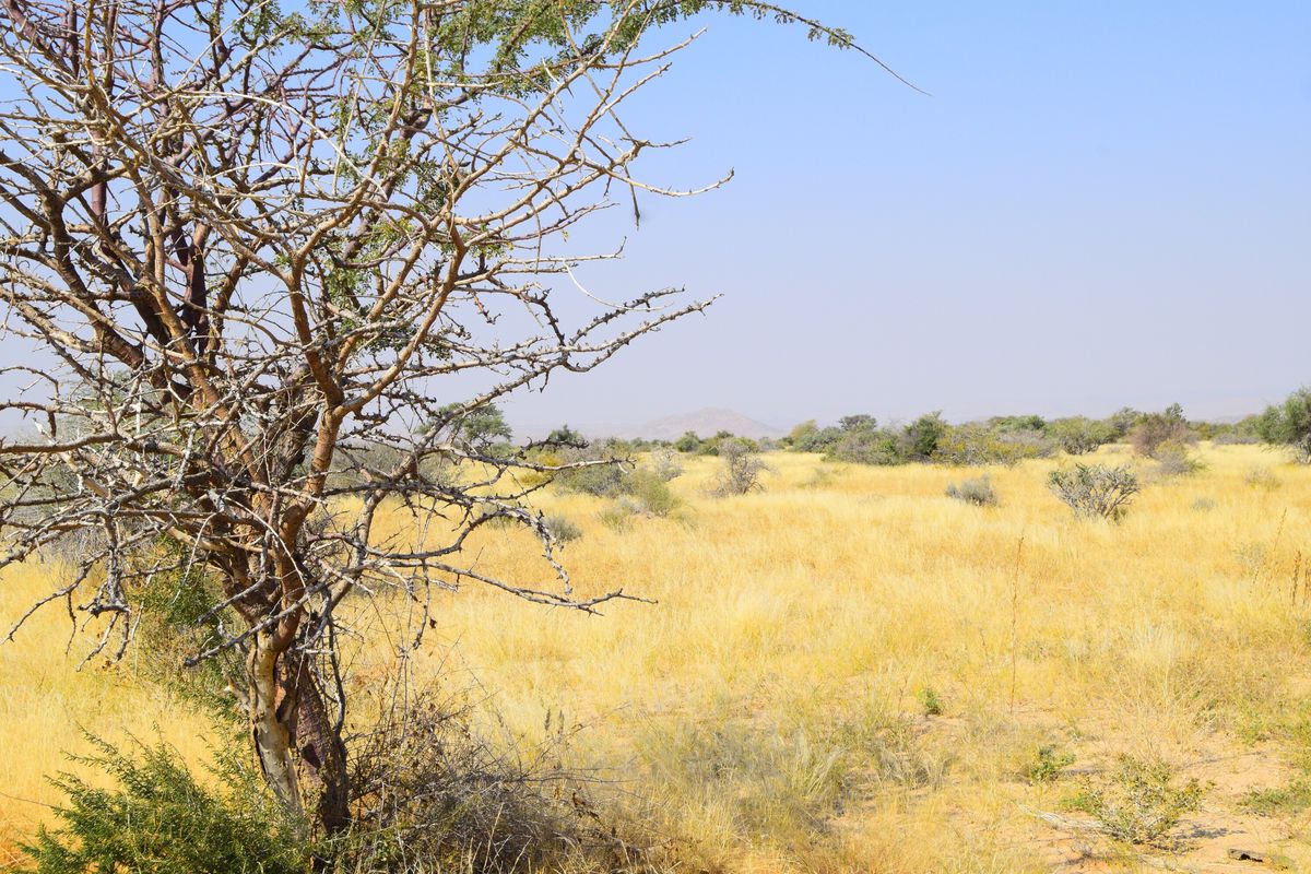 Prime Investment Opportunity – Versatile Game & Farming Estate Near Usakos - Photo 5