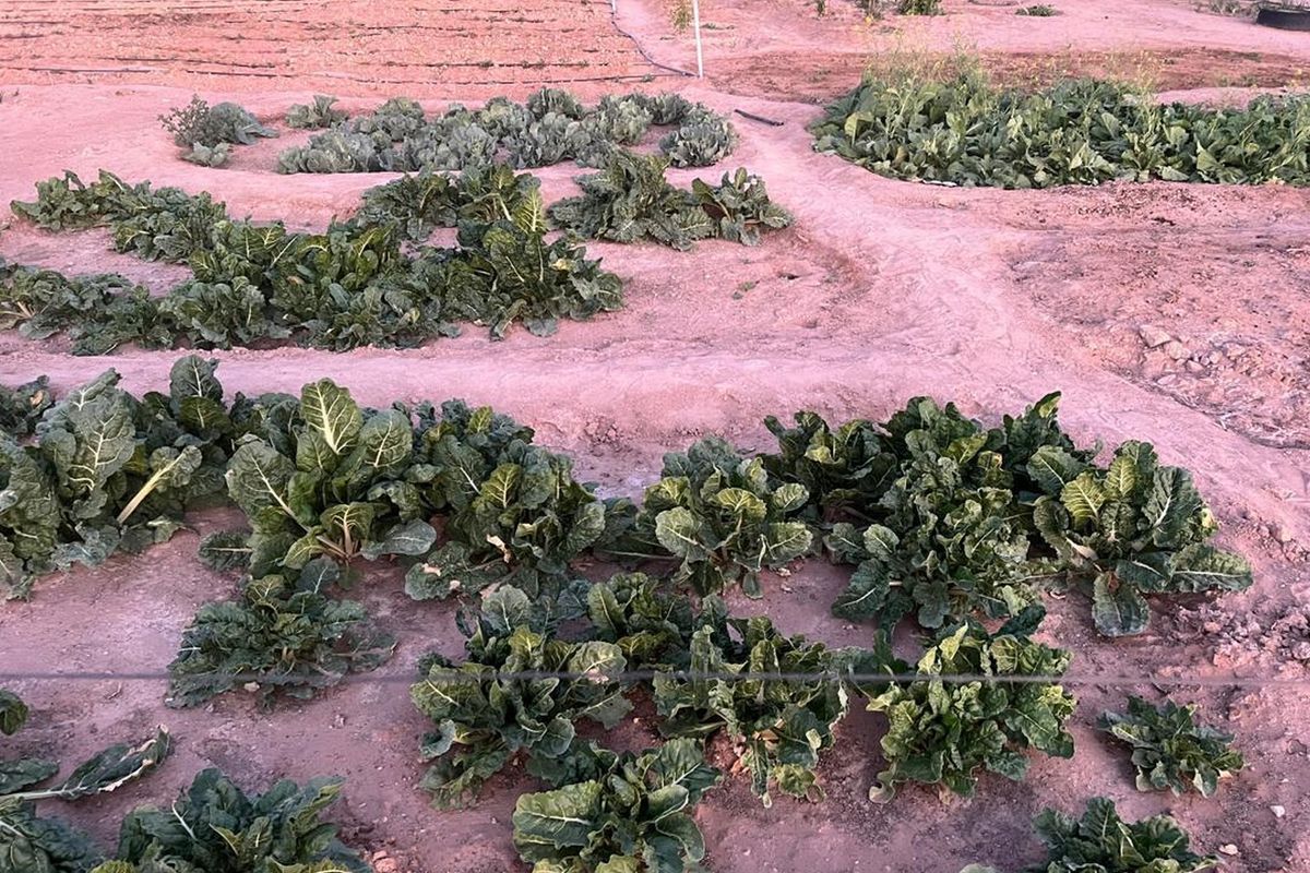 Escape to Your Own Slice of Namibian Paradise - Photo 5