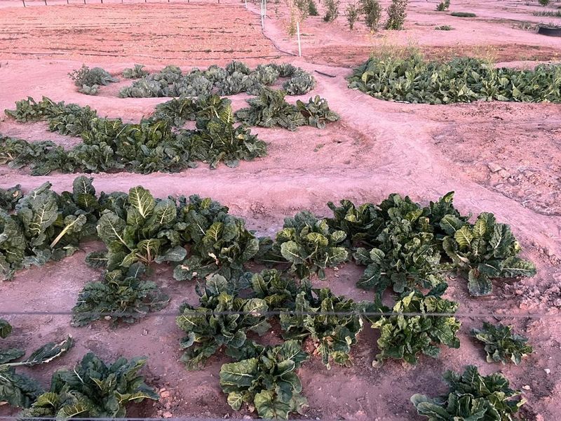 Escape to Your Own Slice of Namibian Paradise - Photo 5