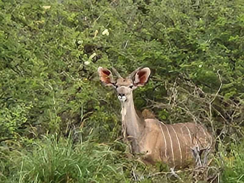Farm For Sale In Otavi - Photo 7