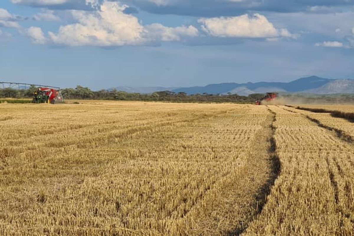 Farm For Sale In Otavi - Photo 3