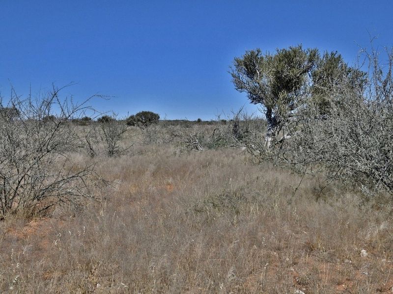 An expansive view of the natural, undeveloped landscape featuring indigenous shrubs and dry grassland typical of the small holding property.