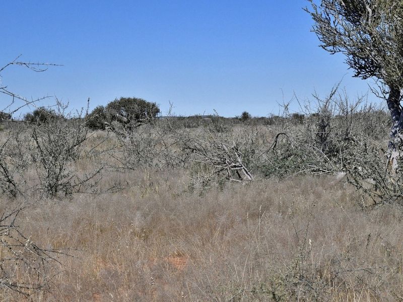 A view of the natural, undeveloped landscape featuring indigenous shrubs and dry grassland typical of the small holding property.