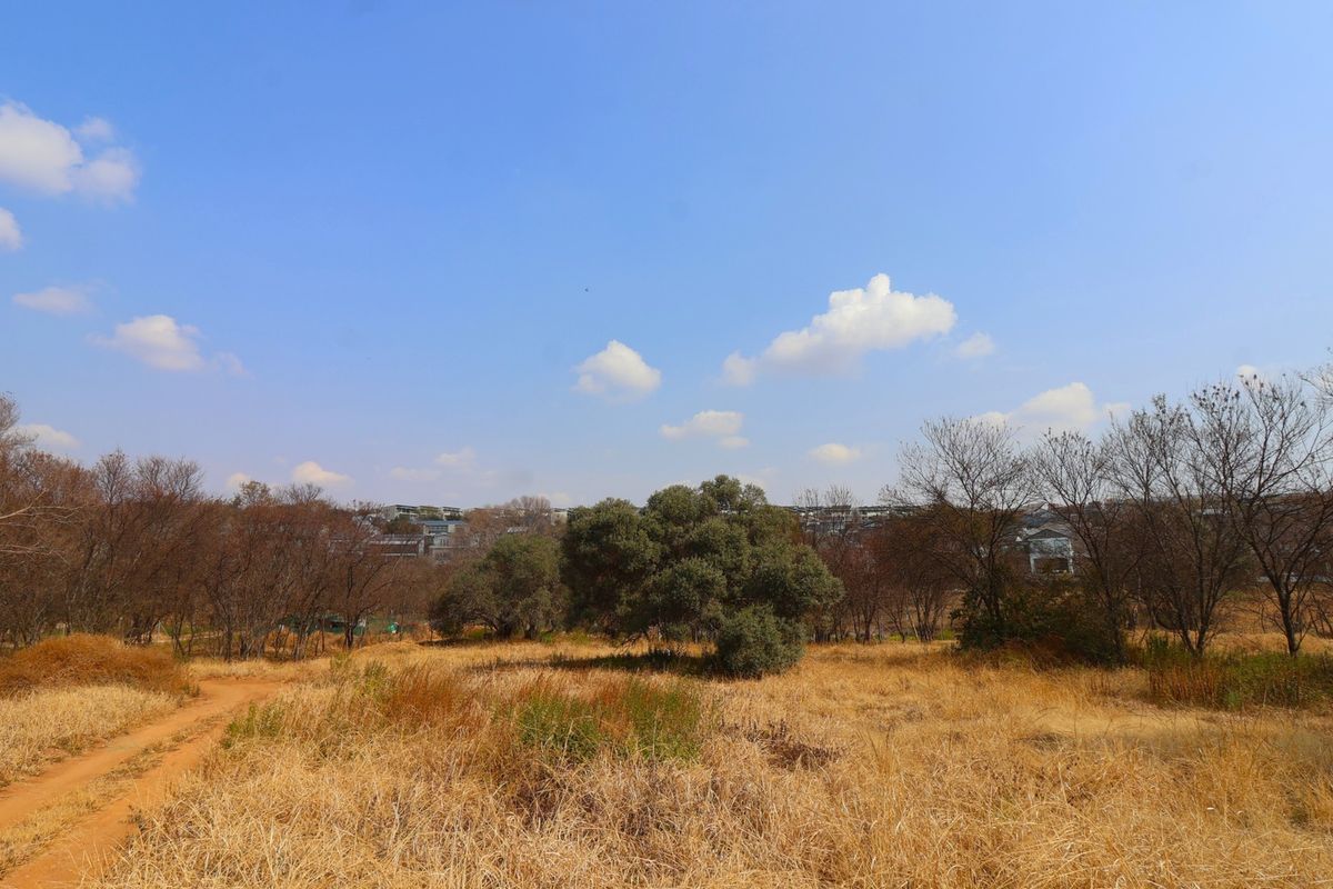 A view of a vacant residential plot featuring natural dry grass, mature trees, and a dirt access path under a clear blue sky.