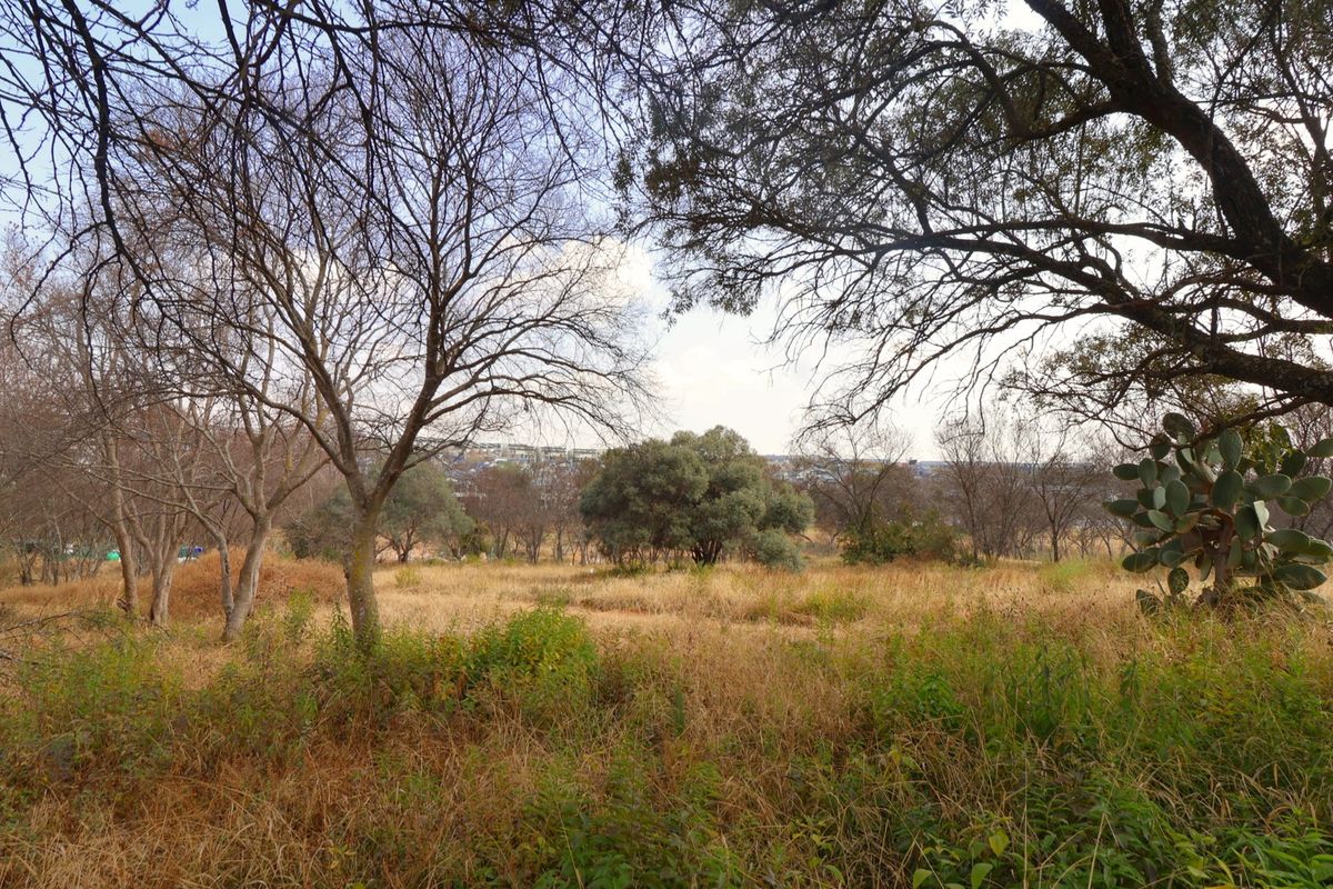 A view of a vacant residential plot featuring mature trees and natural dry grass vegetation.