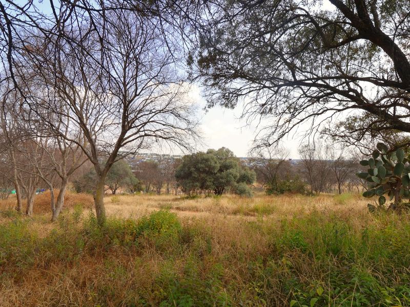 A view of a vacant residential plot featuring mature trees and natural dry grass vegetation.