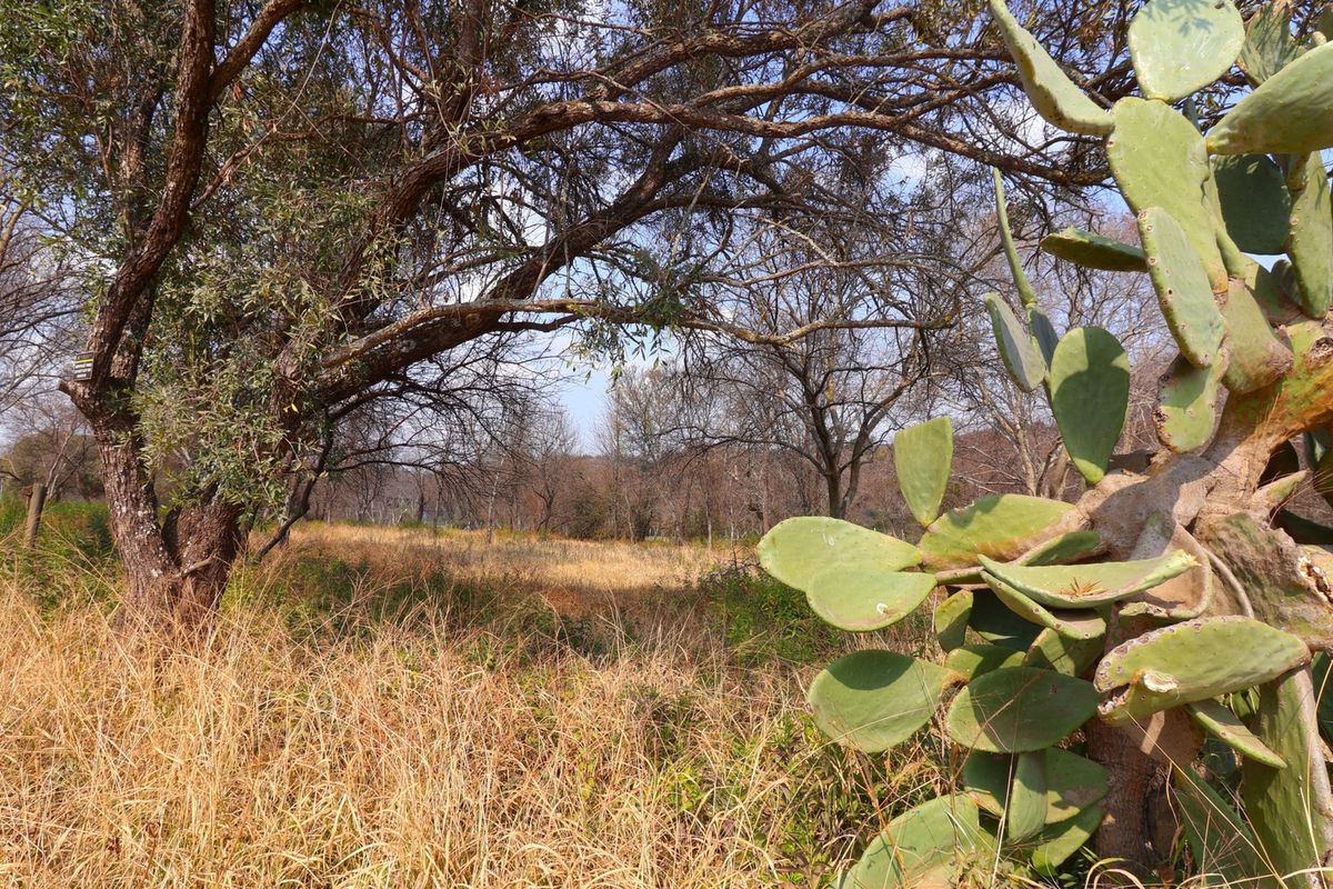 A view of the vacant residential land featuring mature trees and natural vegetation.