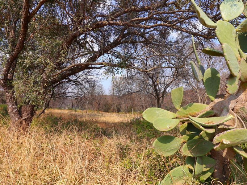 A view of the vacant residential land featuring mature trees and natural vegetation.