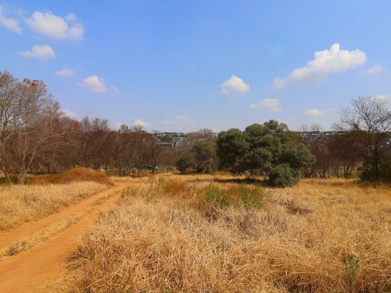 A view of a vacant residential plot featuring a dirt track, dry grass, and mature trees under a clear blue sky.