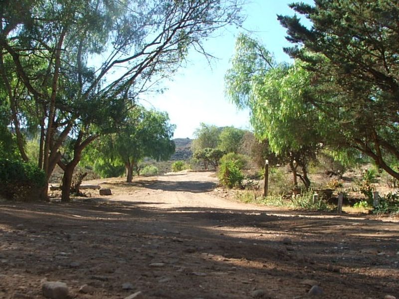 A natural, unpaved driveway leading through a mature, tree-lined garden area on the farm property.