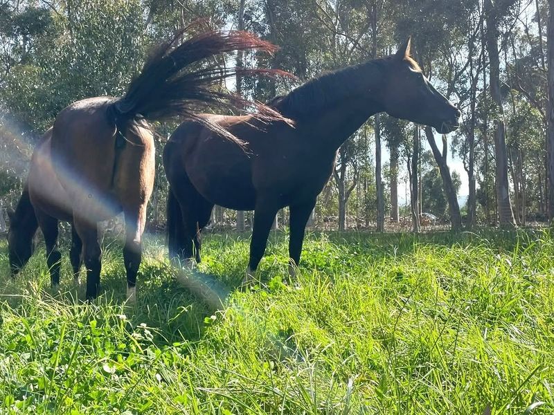 A view of the farm's grazing land featuring mature trees and natural pasture, suitable for livestock or agricultural use.